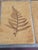 French Riviera Herbarium Coffee Table by Roger Capron, 1970 For Sale - Image 11 of 18