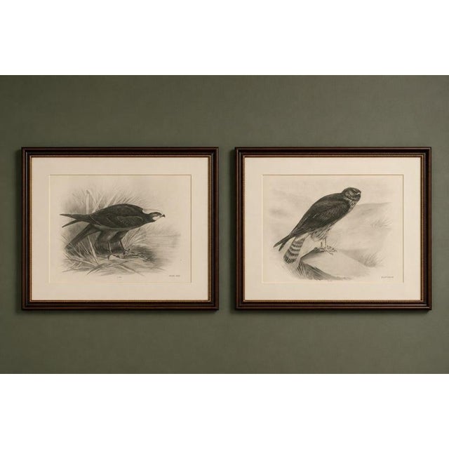 Title: pair of marsh and hen harrier bird prints by stonham, 1908 : a decorative pair of antique british bird-of-prey...
