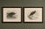 Title: pair of marsh and hen harrier bird prints by stonham, 1908 : a decorative pair of antique british bird-of-prey...