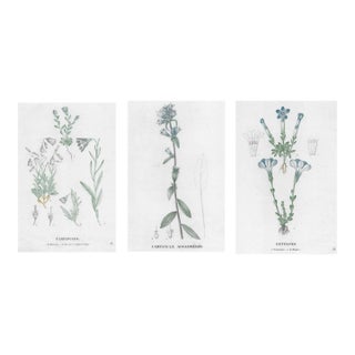 1828 French Botanical Engravings - Set of Three For Sale