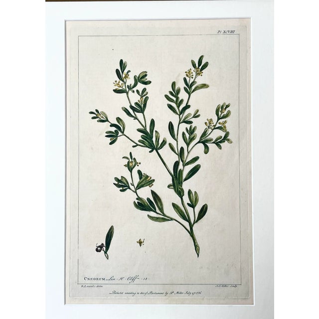 Illustration Antique Botanical Print of Cenorum by Phillip Miller London 1756 For Sale - Image 3 of 7