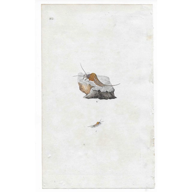From a group 19th century hand colored engravings of insects from a scientific portfolio on entomology. Enjoy a bug....