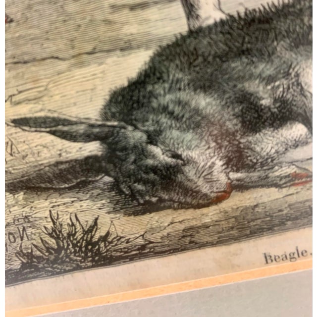 Mid 19th Century 19th-Century Hand Colored French Engraving of a Beagle for "La Chasse Illustree" by Firmin Didot For Sale - Image 5 of 12