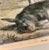 Mid 19th Century 19th-Century Hand Colored French Engraving of a Beagle for "La Chasse Illustree" by Firmin Didot For Sale - Image 5 of 12