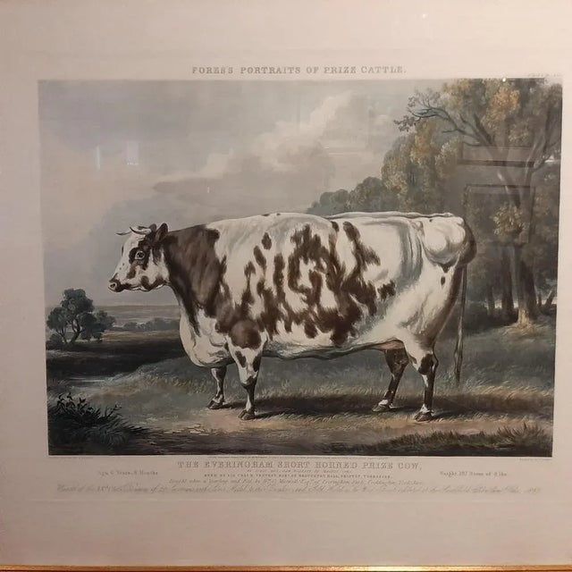 Antique print titled 'The Everingham Short Horned Prize Cow'. Aquatint of prize cattle. Engraved by J.Harris after a...