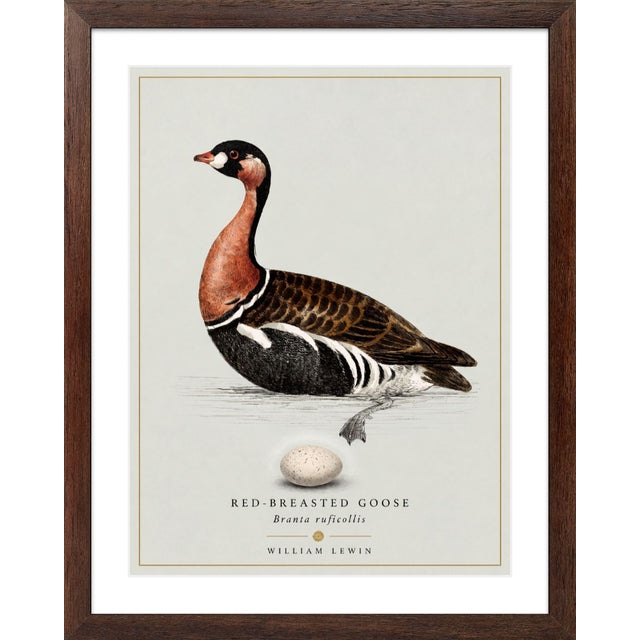 William Lewin 1789 Waterbirds Fine Art Gallery Board Print - The Red Breasted Goose For Sale In San Antonio - Image 6 of 11