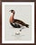 William Lewin 1789 Waterbirds Fine Art Gallery Board Print - The Red Breasted Goose For Sale In San Antonio - Image 6 of 11
