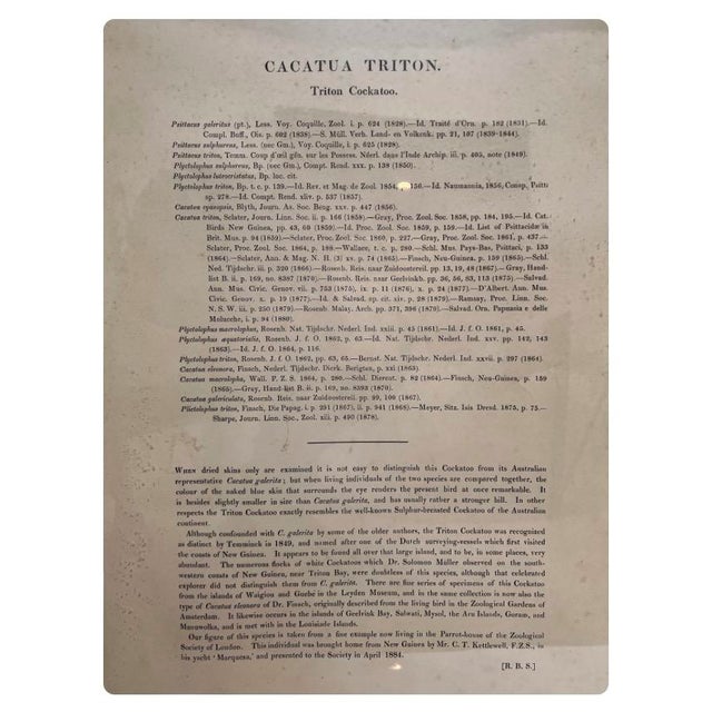 Late 19th Century Framed Gilt Pair of Cacatua Tritons, Aka Triton Cockatoos [Pl. 44 & 45] Lithos From "The Birds of New Guinea..." by John Gould 1886 For Sale - Image 5 of 9