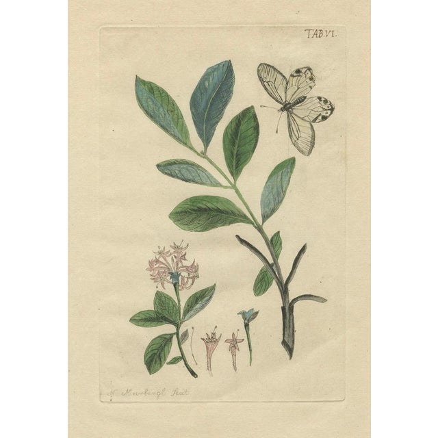 Nicolaas Meerburgh, IV, V, and VI from Afbeeldingen van Zeldzaame Gewassen, 1775, Paper, Set of 3 For Sale - Image 4 of 10