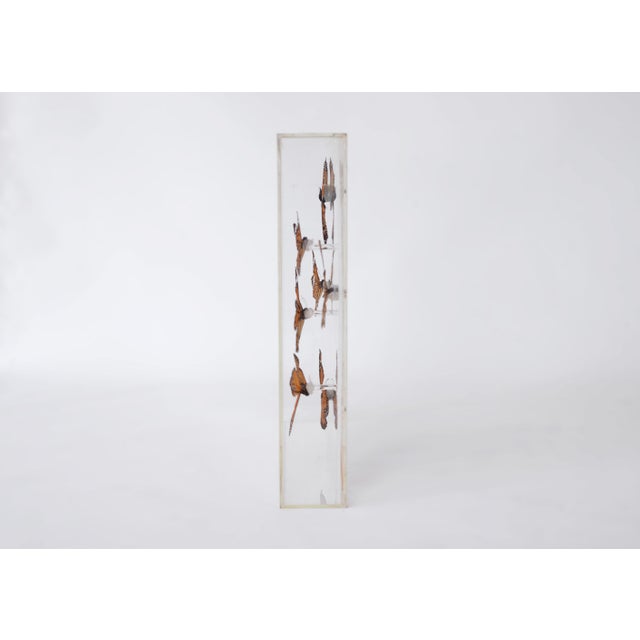Traditional Vintage 1970s Botanical Butterly Taxidermy Acrylic Box Wallhanging For Sale - Image 3 of 11