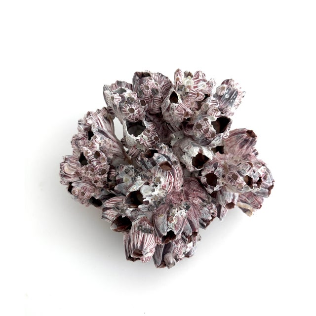 Purple Natural Barnacles Cluster For Sale - Image 8 of 8