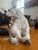 1940s Nymphenburg Porcelain Polar Bear Figurine (Model No. 392, Designed by Willy Zügel) For Sale In Tampa - Image 6 of 8
