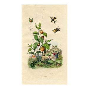 Nightshade and Insects, Antique Natural History Print, 1830s, France, Original Hand Colored Engraving