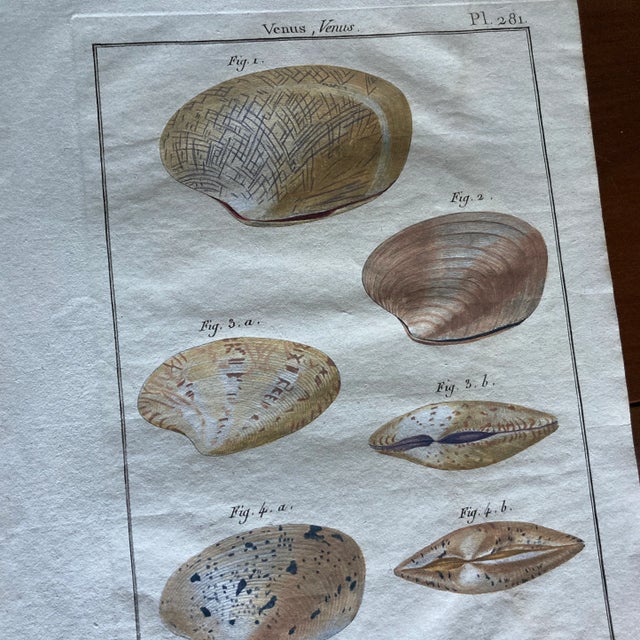 Rose Set of 19th Century French Colored Shell Engravings For Sale - Image 8 of 12
