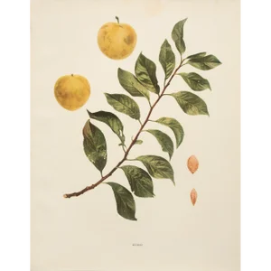 1900s U. P. Hedrick, Original Antique Photogravure of Shiro Plums