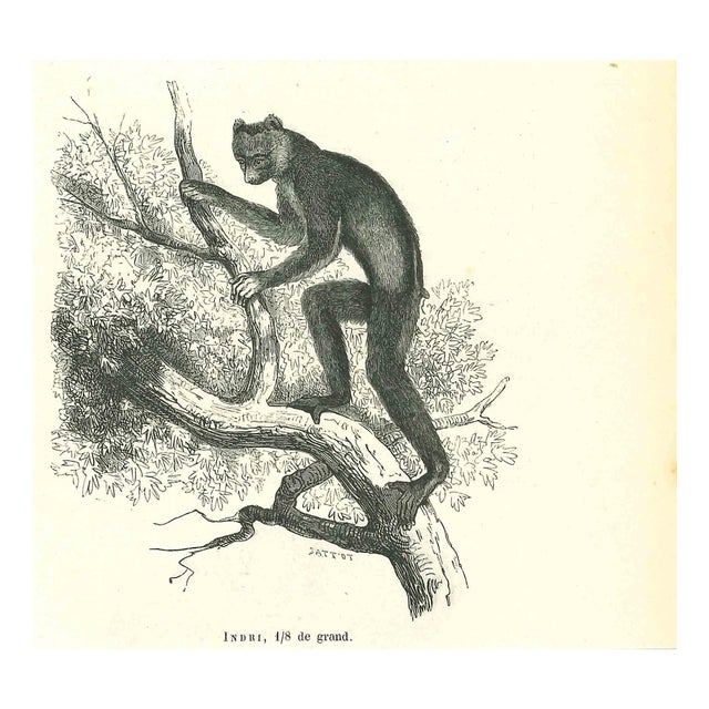 Paul Gervais, Indri, 1854, Lithograph For Sale