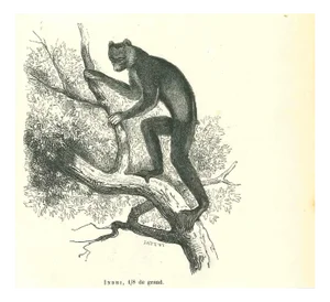 Paul Gervais, Indri, 1854, Lithograph
