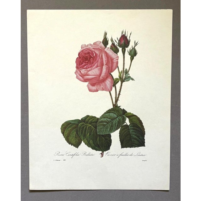 Up for sale is this gorgeous vintage print by PJ Redoute, one of several we are currently listing. With a sheet size of...