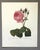 Up for sale is this gorgeous vintage print by PJ Redoute, one of several we are currently listing. With a sheet size of...