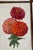 Set of 9 color botanical prints.from the 19th century. These are English and in very good condition. Full of color and in...