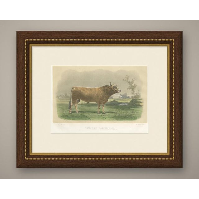 This antique cattle print portrays a fawn Parthenais bull after Emile Van Marcke, engraved by C. Negre and printed by...