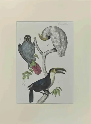 Johann Friedrich Naumann, Cockatoos, Etching, 1840