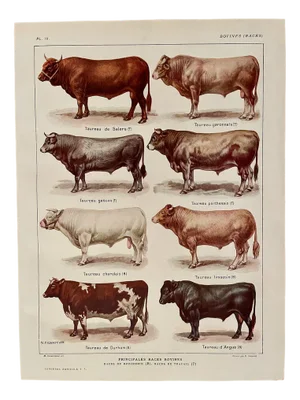 Maurice Dessertenne, Bulls, 1920, Lithographic Engraving
