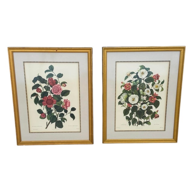 A fine pair of well presented digital prints from the lithographs by Weddell after Clara Pope's original 18th Century...