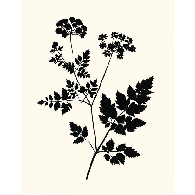 Queen Anne's Lace, Giclée Print by Philippa Katz For Sale
