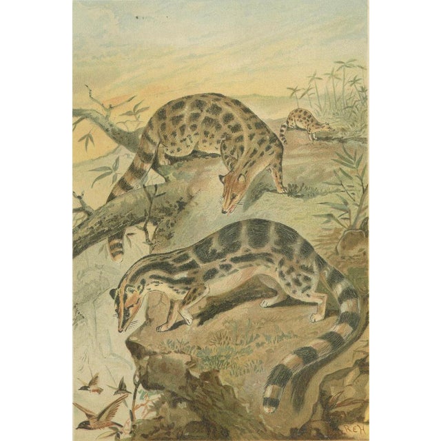 Antique Victorian Asian Mammal Print, 1894 For Sale - Image 4 of 9