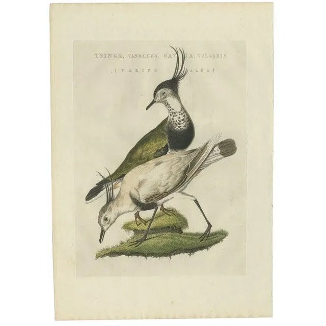 Early 19th Century Sepp & Nozeman, Northern Lapwing, 1809, Paper For Sale - Image 5 of 5