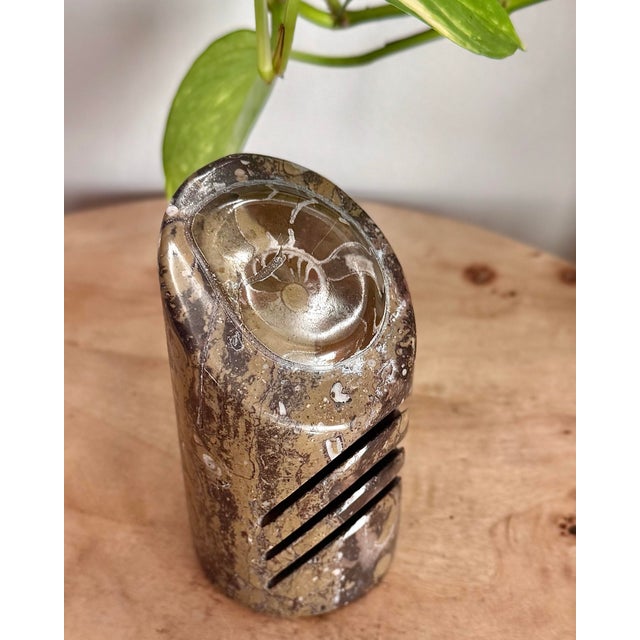 Mid 20th Century Polished Ammonite Fossil Card Holder For Sale - Image 11 of 11