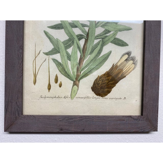Antique Botanical Johan Weinmann "Conifers IV" Original Woodcut on Paper, Framed For Sale In Denver - Image 6 of 12