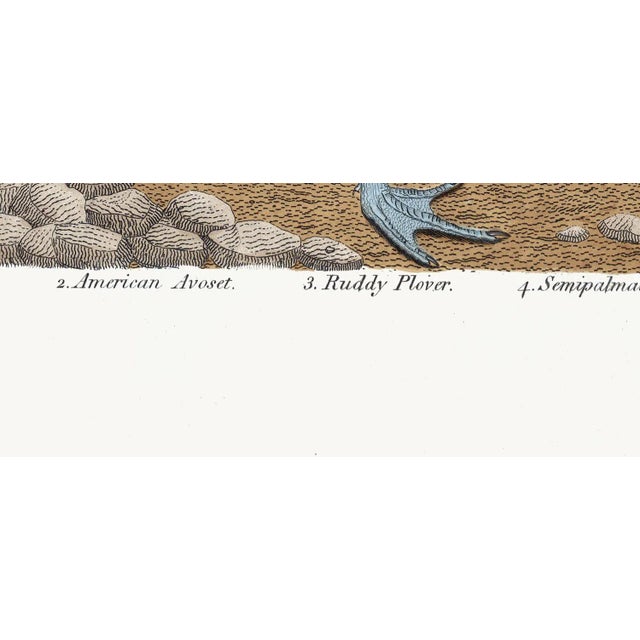 Textile Roseate Spoonbill After Alexander Wilson. Wd - 24x36 For Sale - Image 7 of 8