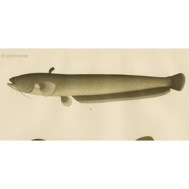 Scandinavian Freshwater Fish, 1895, Paper For Sale - Image 6 of 10