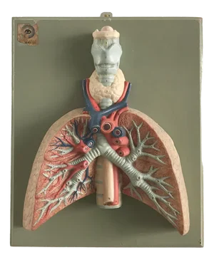 Anatomical 3-Dimensional Picture, Germany, 1950s