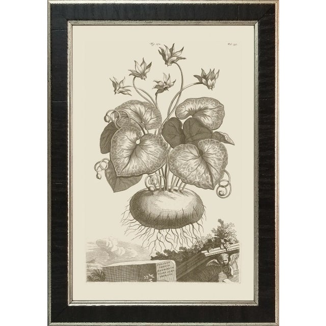 Wood Munting Botanicals Set #5 Framed in Italian Wood Veneer Moulding For Sale - Image 7 of 13