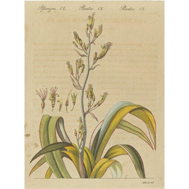 Bertuch, New Zealand Flax with Flower Details, 1815, Print For Sale - Image 12 of 12