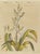 Bertuch, New Zealand Flax with Flower Details, 1815, Print For Sale - Image 12 of 12