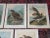 Realism Authentic Antique 19th Century Large Folio Birds of Prey Lithographs - Set of 10 For Sale - Image 3 of 9