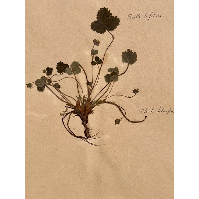 1965 French Herbarium Botanical Specimens – Set of 8 Custom Framed Pressed Botanicals For Sale - Image 10 of 18