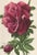 1910s Pair-1910 Antique Botanical Lithographs-Roses, Matted For Sale - Image 5 of 5