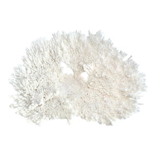 Natural Table Coral Specimen on Acrylic Base For Sale