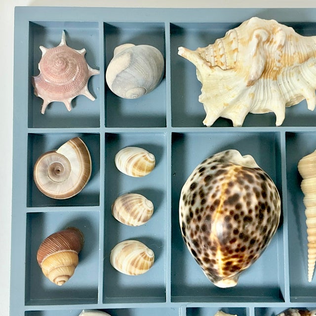 Boho Chic Vintage Coastal Boho Chic Seashell Collection, French Blue Divided Shadowbox Decorative Object For Sale - Image 3 of 13