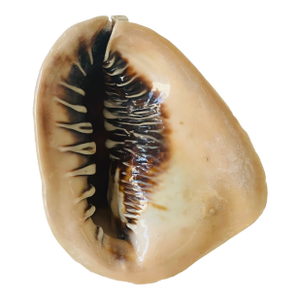 Natural History Sea Shell Specimen