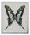 Michele Astolfi, Green Butterfly, 2000s, Mixed Media, Framed For Sale