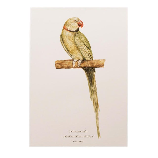 Alexandrine Parakeet XL Print, After 1590s Anselmus De Boodt Watercolor For Sale