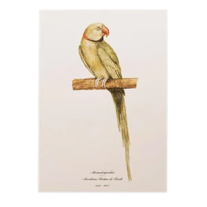Alexandrine Parakeet XL Print, After 1590s Anselmus De Boodt Watercolor