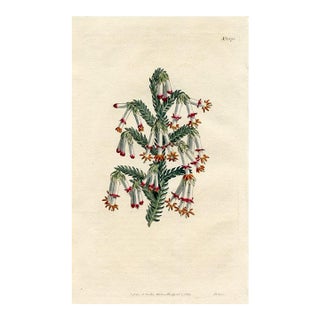 1811, Heather Botanical Print, Curtis's Botanical Magazine, Original Antique Botanical Print, Engraving, England For Sale