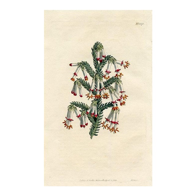 1811, Heather Botanical Print, Curtis's Botanical Magazine, Original Antique Botanical Print, Engraving, England For Sale